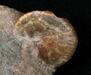 Hoploscaphities Comprimus Ammonite - SD #16986-2